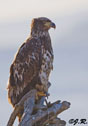 Haliaeetus leucocephalus